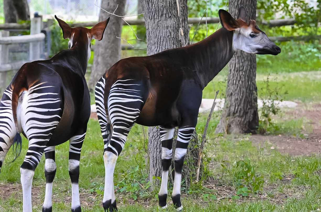 P_bassin du congo.jpg