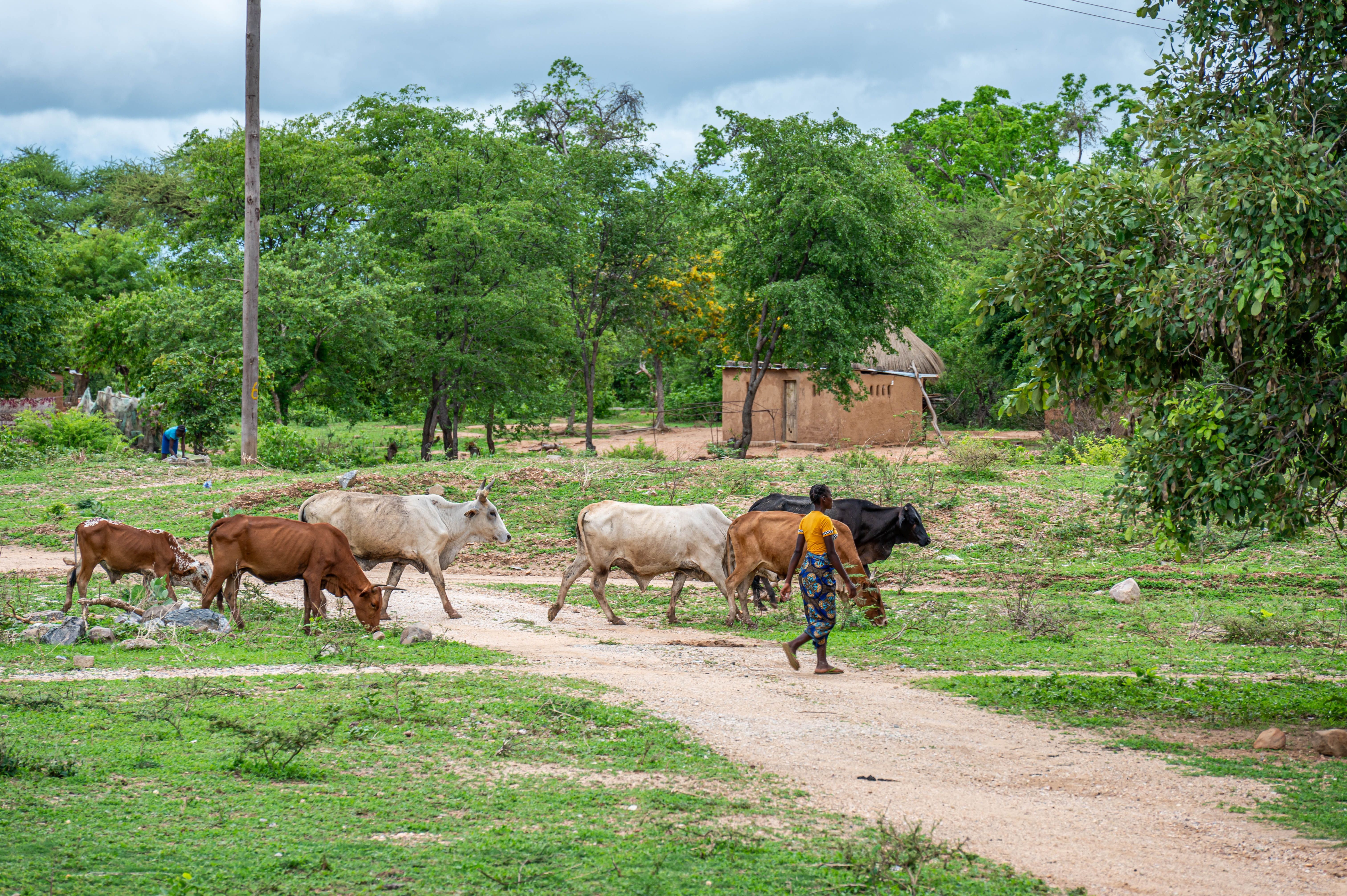 tomchiponge-cattle-8774056.jpg